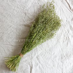 Torkat Dvärgdarrgräs