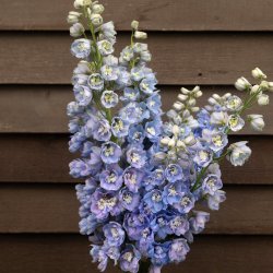 Trädgårdsriddarsporre Delphinium elatum Guardian Lavender