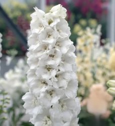 Trädgårdsriddarsporre Delphinium elatum F1 Guardian White
