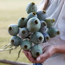 Vallmo Papaver somniferum bowling ball