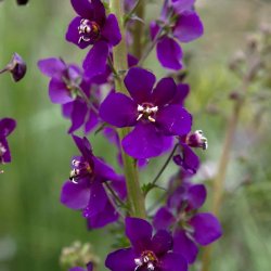 Violkungsljus Verbascum phoeniceum Violetta