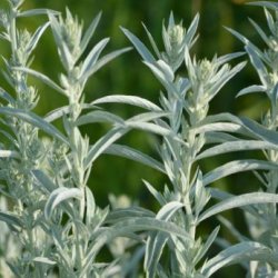 Vitmalört Silvermalört Artemisia ludoviciana