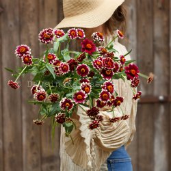 Zinnia haageana Jazzy Red
