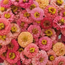 Zinnia Zinnia elegans Lilliput Salmon