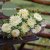 Aster Callistephus chinensis Lady Coral Cream white
