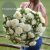 Aster Callistephus chinensis Lady Coral Cream white