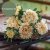 Aster Callistephus chinensis Syringa Champagne