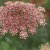 Blomstermorot - Daucus Carota Dara