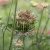 Blomstermorot - Daucus Carota Dara