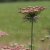 Blomstermorot - Daucus Carota Dara