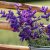 Broksalvia Salvia horminum Oxford Blue