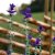 Broksalvia Salvia horminum Oxford Blue