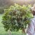 Euphorbia marginata Mountain Snow