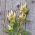 Celosia Spicata celway White
