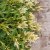 Celosia Spicata celway White