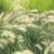 Feather Top Grass Pennisetum villosum Fluffy