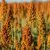 Durra Sorghum nigricans Milaan Orange