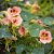 Dvärgkrasse Tropaeolum nanum Ladybird Rose