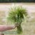 Foxtail Hordeum jubatum