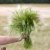 Foxtail Hordeum jubatum