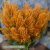 Prince of Wales' Feathers Celosia plumosa Sunday Gold