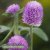 Klotamarant Gomphrena globosa Lavender Lady