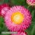 Jätte-Eternell - Helichrysum Bracteatum ”Rose