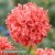 Pionvallmo Papaver somniferum Frosted Salmon Peony