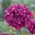 Pionvallmo - Papaver Somniferum Purple Peony