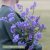 Statice/limonium sinuatum qis lavender risp