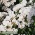 Risp Limonium sinuatum Hipster White