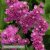 Risp - Limonium Sinuatum Qis Rose