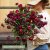 Jätteeternell Helichrysum bracteatum King Size Red Strawflower