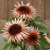 Sunflower Helianthus annuus Astra Rose