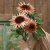 Sunflower Helianthus annuus Astra Rose