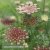 Blomstermorot - Daucus Carota Dara
