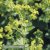 Jättedaggkåpa Alchemilla Mollis Thriller