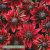 Rudbeckia hirta Cherry Brandy