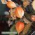 Japansk Lykta Physalis alkekengi