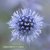 Flat Sea Holly Eryngium planum Blue Glitter