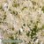 Sommarhalsört Trachelium caeruleum Corine White