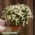 Tanacetum parthenium Baya