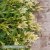 Celosia Spicata celway White