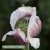Poppy Papaver somniferum Hen and Chickens