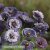 Kornvallmo Papaver rhoeas Amazing Grey