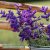 Broksalvia Salvia horminum Oxford Blue