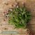 Globe Amaranth Gomphrena globosa Lavender Lady