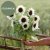 Solros Helianthus annuus Pro Cut White Nite