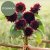 Solros Helianthus annuus Pro Cut Red STORPACK