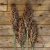 Durra Sorghum nigricans Milaan Red